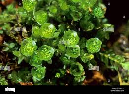 Attēlu rezultāti vaicājumam “Tetraphis pellucida”