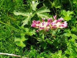 Attēlu rezultāti vaicājumam “Anthyllis maritima flower”