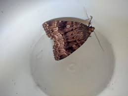 Attēlu rezultāti vaicājumam “Amphipyra pyramidea”