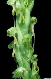 Attēlu rezultāti vaicājumam “Herminium monorchis leaf”