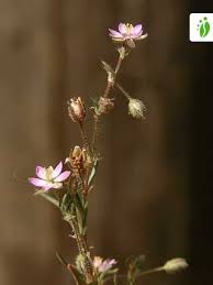 Attēlu rezultāti vaicājumam “Spergularia marina bud”