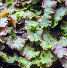 Attēlu rezultāti vaicājumam “Pellia epiphylla”