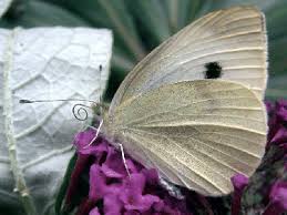 Attēlu rezultāti vaicājumam “Pieris brassicae underside”