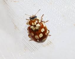 Attēlu rezultāti vaicājumam “Myrrha octodecimguttata”