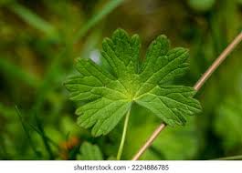 Attēlu rezultāti vaicājumam “Geranium pyrenaicum leaf”