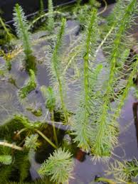 Attēlu rezultāti vaicājumam “Hippuris vulgaris leaf”