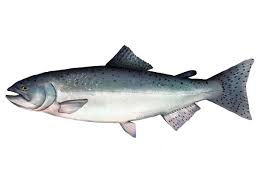 Image result for Oncorhynchus tshawytscha