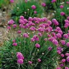 Image result for Grasnelke