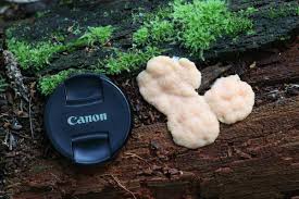 Attēlu rezultāti vaicājumam “Tubifera magna”