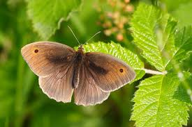 Attēlu rezultāti vaicājumam “Maniola jurtina male”