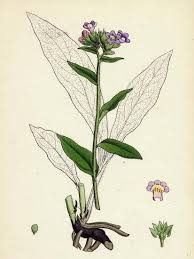 Attēlu rezultāti vaicājumam “Pulmonaria angustifolia flower”