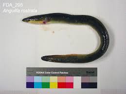 Image result for Anguilla rostrata
