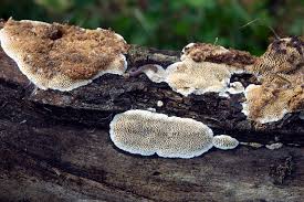 Attēlu rezultāti vaicājumam “Antrodia malicola”