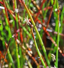 Attēlu rezultāti vaicājumam “Eleocharis quinqueflora”