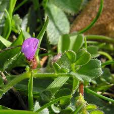 Attēlu rezultāti vaicājumam “Vicia lathyroides leaf”