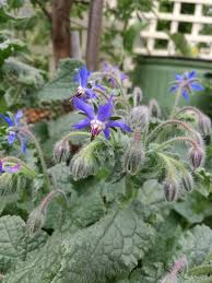 Image result for Borago officinalis