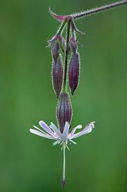 Attēlu rezultāti vaicājumam “Silene nutans flower”