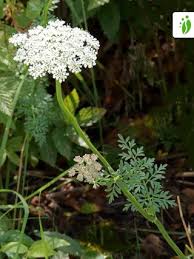 Attēlu rezultāti vaicājumam “Selinum carvifolia fruit”