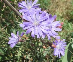 Attēlu rezultāti vaicājumam “Lactuca tatarica”