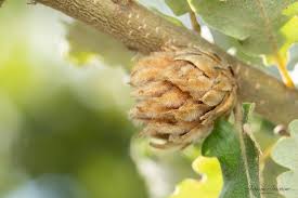 Attēlu rezultāti vaicājumam “Andricus foecundatrix”