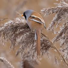 Attēlu rezultāti vaicājumam “Panurus biarmicus”