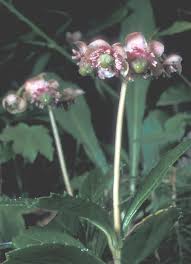 Attēlu rezultāti vaicājumam “Chimaphila umbellata flower”