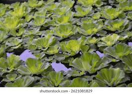 Attēlu rezultāti vaicājumam “Lemnaceae”