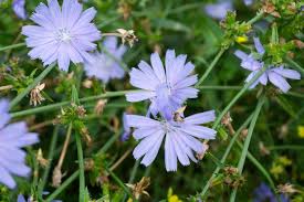 Attēlu rezultāti vaicājumam “Cichorium intybus flower”