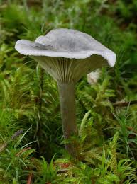 Attēlu rezultāti vaicājumam “Cantharellula umbonata”