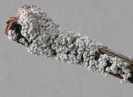 Attēlu rezultāti vaicājumam “Diderma testaceum spores”