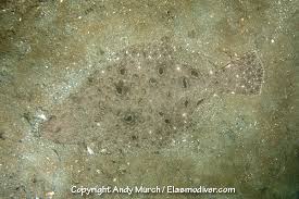 Image result for Paralichthys dentatus