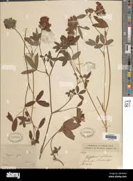 Attēlu rezultāti vaicājumam “Trifolium medium”