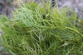 Attēlu rezultāti vaicājumam “Hottonia palustris leaf”