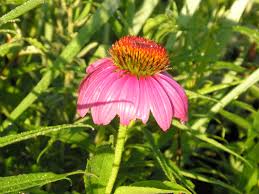 Attēlu rezultāti vaicājumam “Echinacea purpurea”