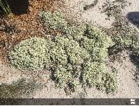 Attēlu rezultāti vaicājumam “Cladonia mitis”