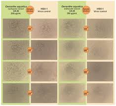 Attēlu rezultāti vaicājumam “Oenanthe aquatica fruit”