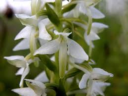 Attēlu rezultāti vaicājumam “Platanthera bifolia”