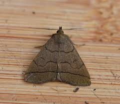 Attēlu rezultāti vaicājumam “Zanclognatha tarsipennalis”