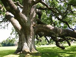 Attēlu rezultāti vaicājumam “Juglans nigra”