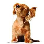 Funny Dog Backgrounds | wallpaper, hd wallpaper, background desktop