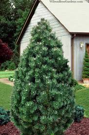 Attēlu rezultāti vaicājumam “Pinus mugo”