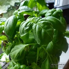 Image result for Basilikum