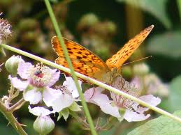 Attēlu rezultāti vaicājumam “Brenthis daphne underside”