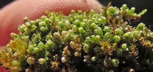 Attēlu rezultāti vaicājumam “Leiocolea rutheana cells”