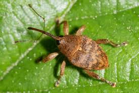 Attēlu rezultāti vaicājumam “Curculio venosus”