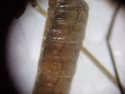 Attēlu rezultāti vaicājumam “Trichocera regelationis”