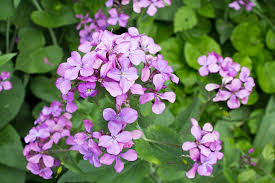 Attēlu rezultāti vaicājumam “Lunaria rediviva flower”