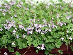 Attēlu rezultāti vaicājumam “Cymbalaria muralis flower”