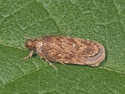 Attēlu rezultāti vaicājumam “Depressaria depressana”