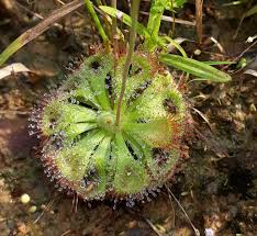 Attēlu rezultāti vaicājumam “Droseraceae”